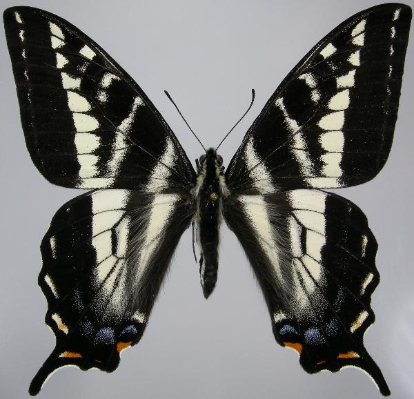 Photo of Papilio eurymedon by Norbert Kondla